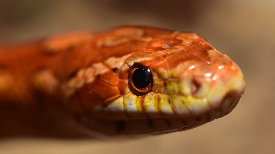 corn-snake-things-should-definitely-know-pets-nurturing