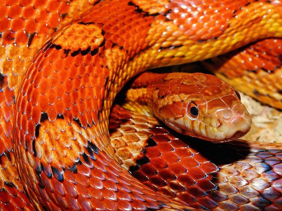 are-corn-snakes-good-pets-for-beginners-pics-blue-dragon-pets