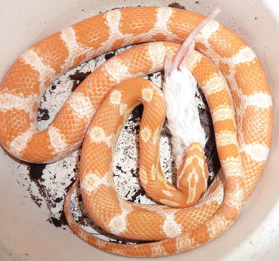 are-corn-snakes-good-pets-for-beginners-pics-blue-dragon-pets