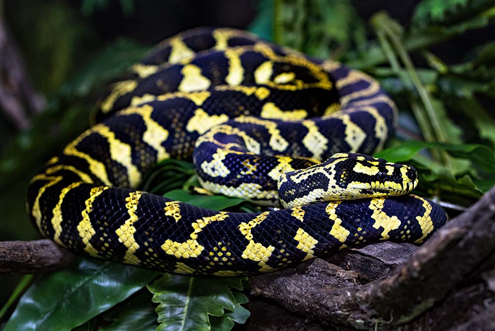 do-carpet-pythons-make-good-pets-blue-dragon-pets