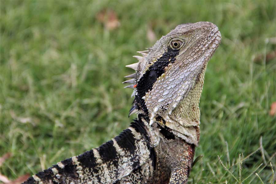 Can You Keep Water Dragons As Pets