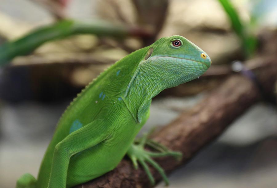 Lizard pets with personality