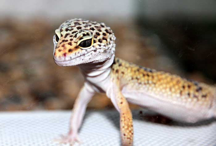 leopard gecko teddy