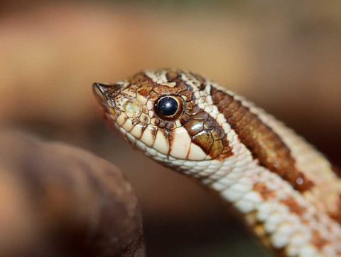 Do Hognose Snakes Make Good Pets? (With Pics) | Blue Dragon Pets