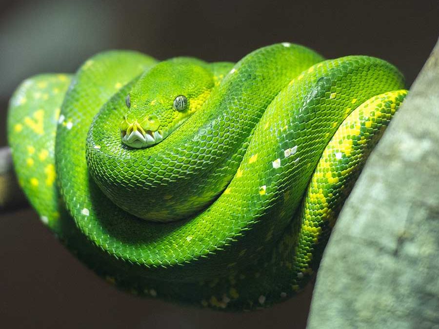 green tree python